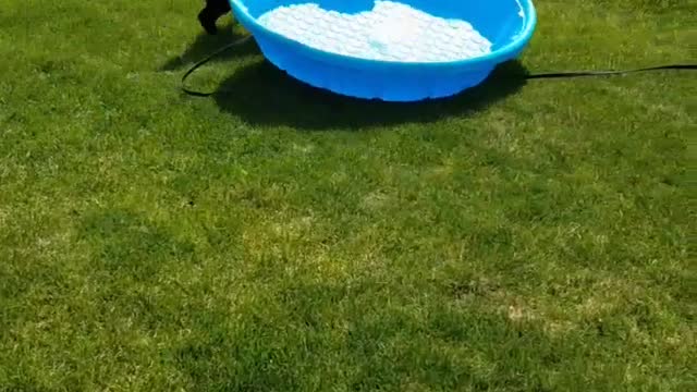 Black dog drags blue kiddie pool across green lawn