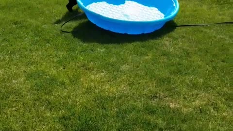 Black dog drags blue kiddie pool across green lawn