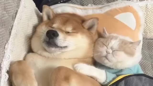 #Funniest #Cats 🐱 and #Dogs 🐶 #Part 23