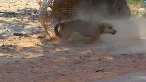 Tiger Prank To dog,fake Lion and Fake .😀🤠