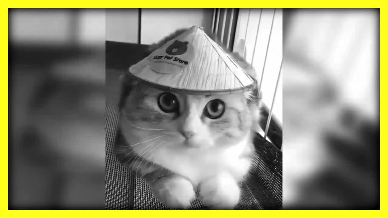 Compilation of FUNNIEST CATS and KITTENS(2021)🤣