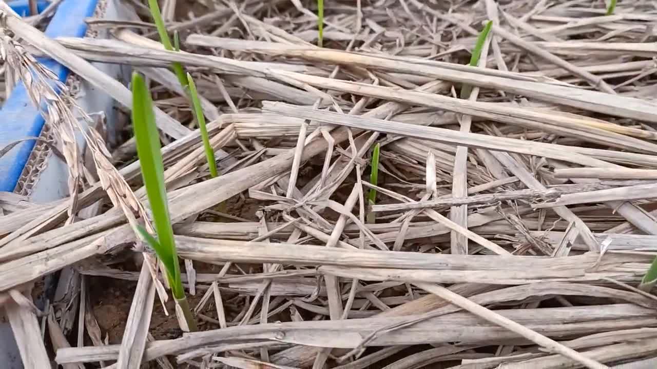 How to Grow Garlic and Harvest Bulbs at Home