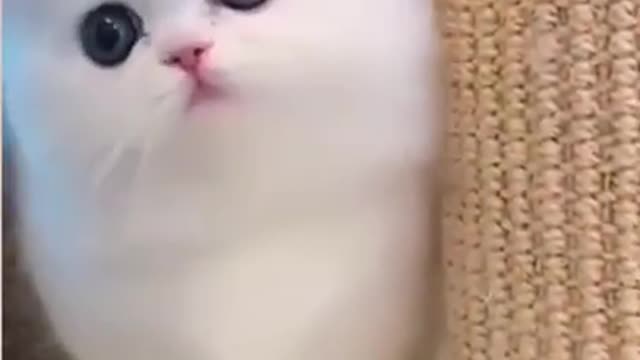 Cute cat 😺😺 funny moment video