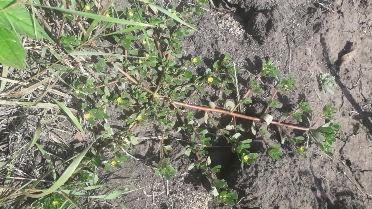 Wild grass with green flowers