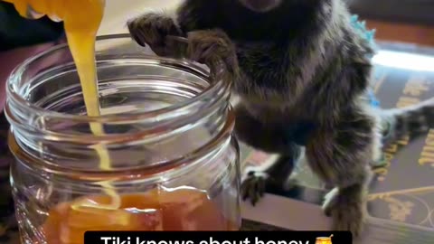 Marmosets Love Honey & it is Very Good for Them