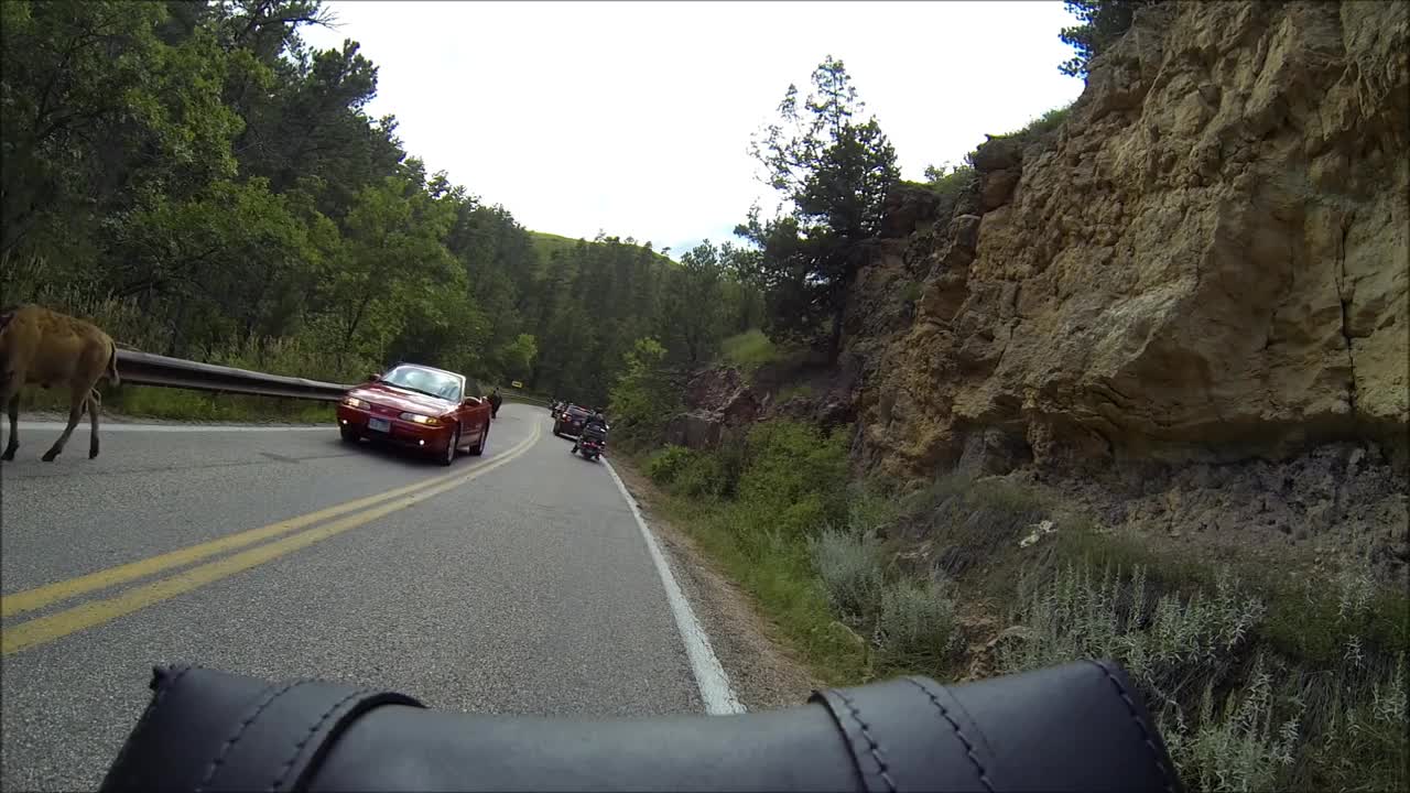 Bison Stampede at Custer State Park