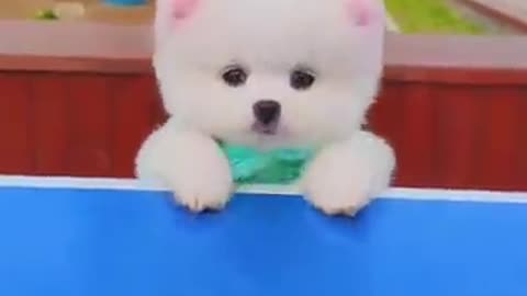 Funny videos stylish dog here