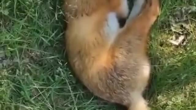 The fox, who was forced to wake up, looked at a loss