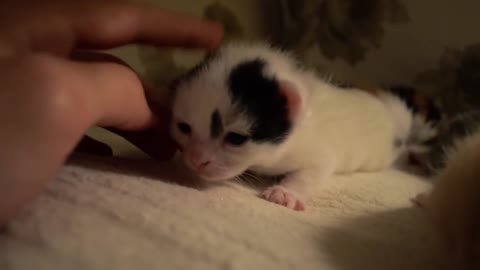 Baby kittens eyes are opening for the first time