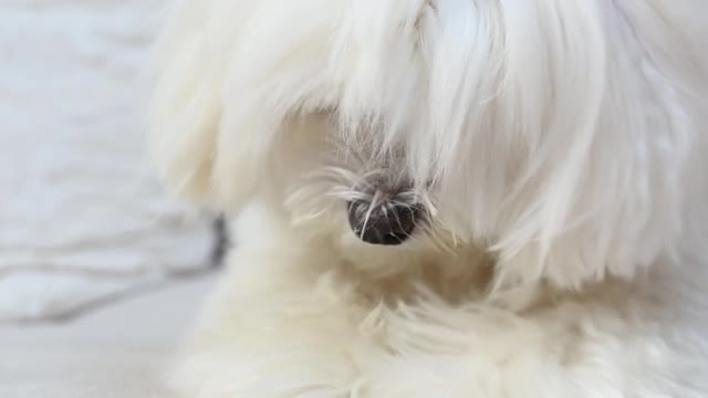 "" Very Very Cute Dogs ''''