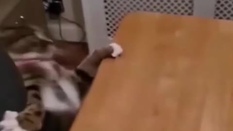 Cute kitten falls / Funny animals