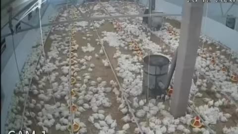 How birds reacted to the earthquake