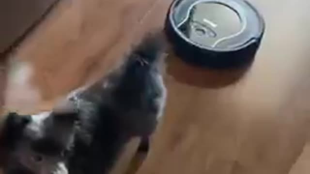 Dog gets scared when robotics vacuumed cleaner bumps into them from behind
