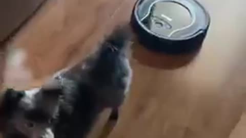 Dog gets scared when robotics vacuumed cleaner bumps into them from behind