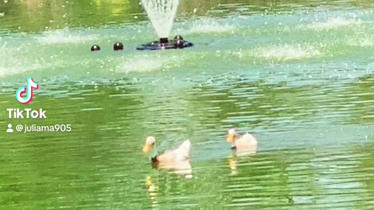 Ducks Playing Follow The Leader #Nature #Duck #Swan #Goose