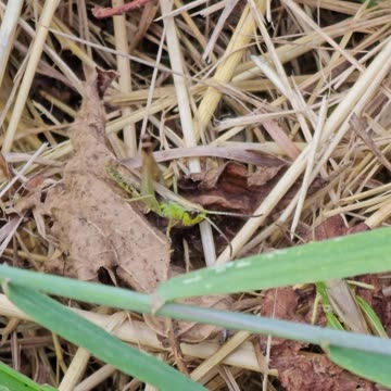 A sad everyday story between lovers #mockumentary #nature #wildlife