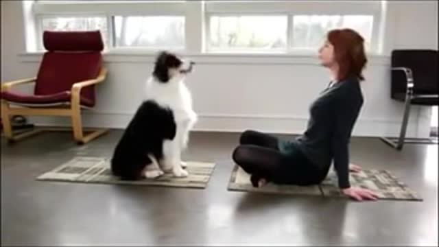 Pet doing yoga exercise with the owner