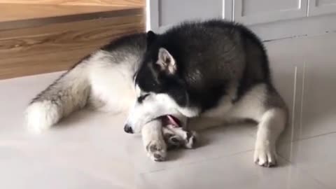 This dog bit his three legs together