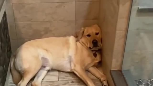 How far would your dog go to protect you? 😂 #shorts #funny