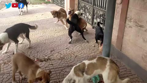 Dogs fight for food