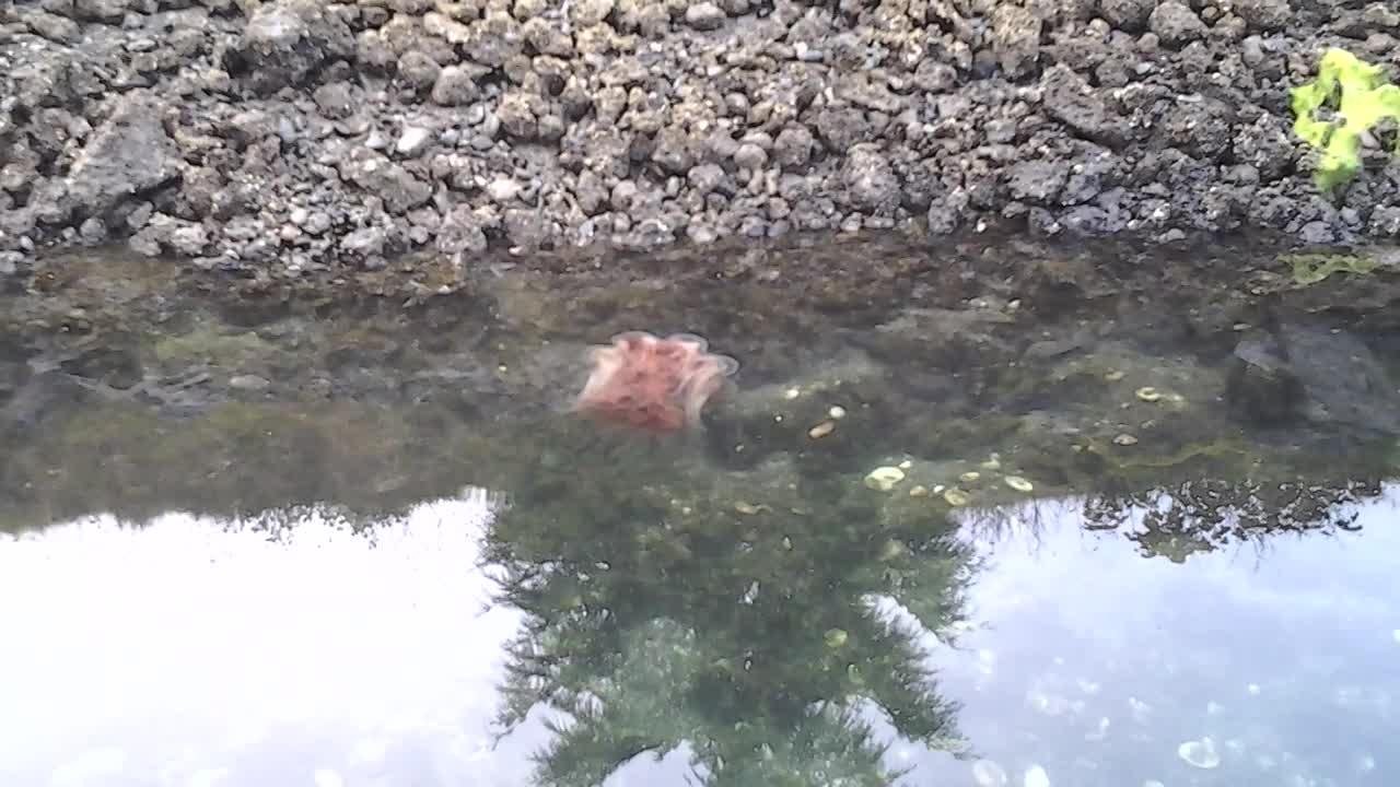 Jellyfish Swimming