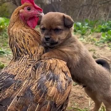 Cute baby animals Videos Compilation cute moment of the animals - Cutest Animals On Earth