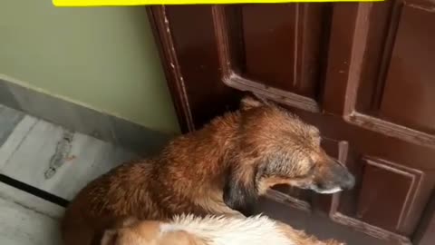 Dog Family Asking For Shelter During A Heavy Thunderstorm