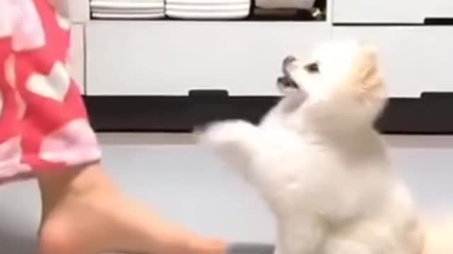 Cute_dog_dancing_with_their_owner