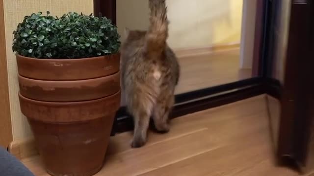 To wash a cat with a smart brush