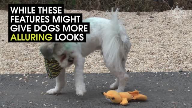 This Is What Humans Have Done To Dogs