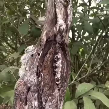 Gray gigantic nightjar