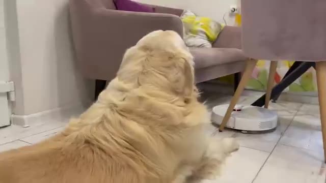 Funny Golden Retriever Reacts to Robot Vacuum Dreame D9!