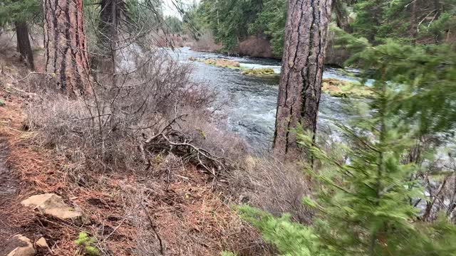 Hiking Through the Forest Beside Metolius River – Central Oregon