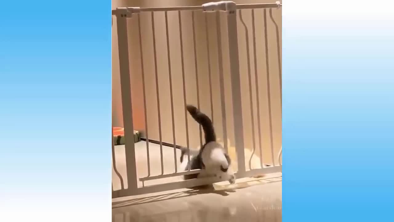 cat gets stuck at the gate