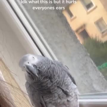 waaaaw!!!!!Be careful what you say around this parrot 😂 it soo funny 2021