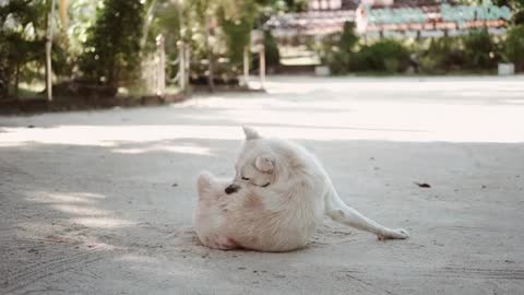 A Dog on the Street