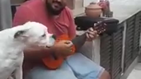 O cão cantor