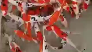 Sanke koi fish