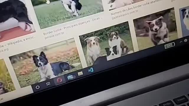 Baby Dog ,cute and funny dog, video 2021