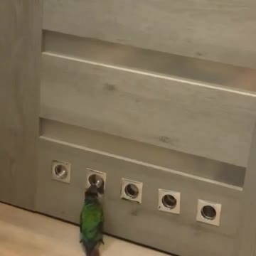 Whack-a-Mole Birb Edition