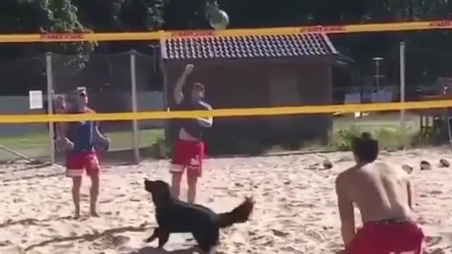 cachorro jogando vôlei de praia