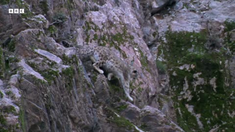 Baby Goats do Parkour to Escape a Leopard Animal Babies BBC Earth