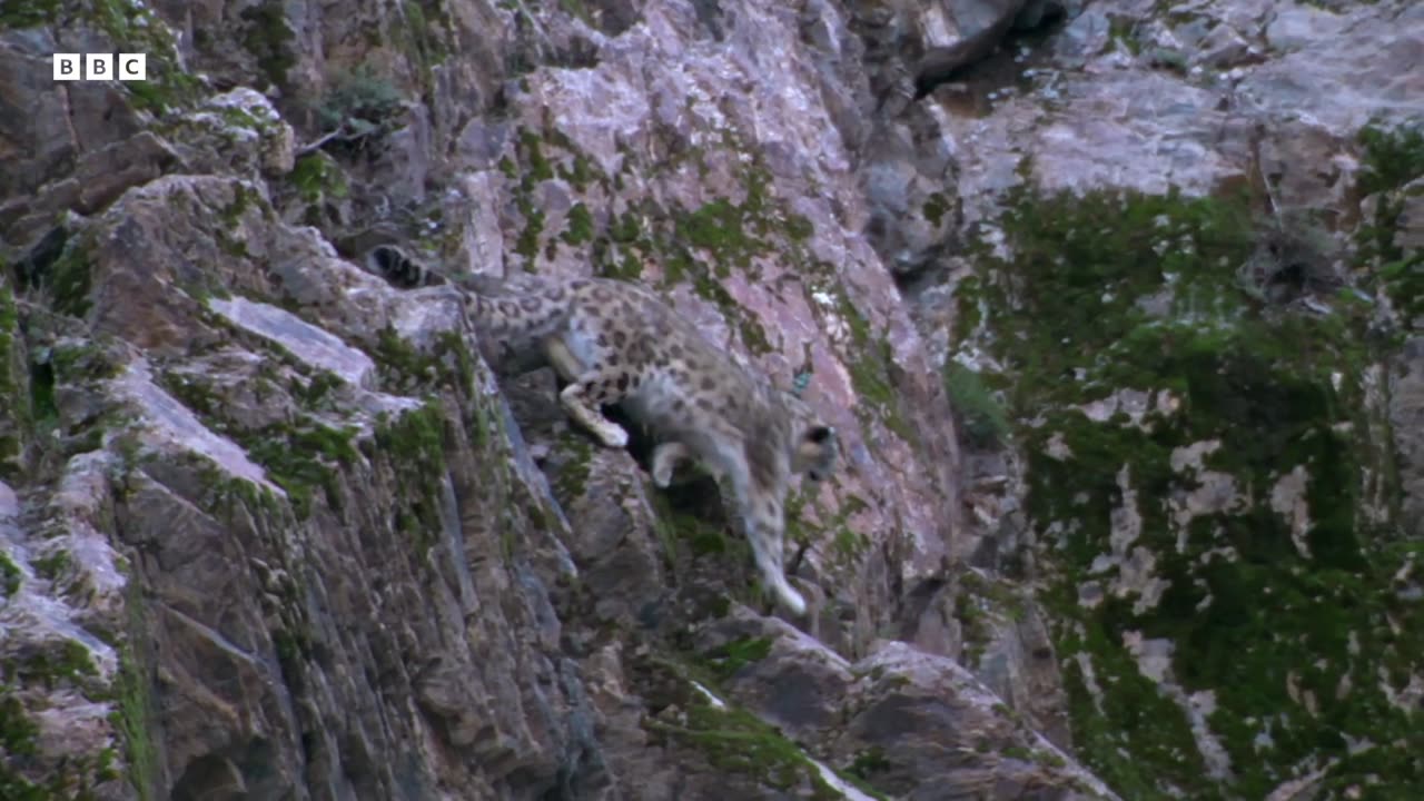 Baby Goats do Parkour to Escape a Leopard Animal Babies BBC Earth