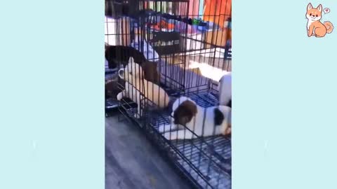 Puppies - Cute and adorables baby dogs 1
