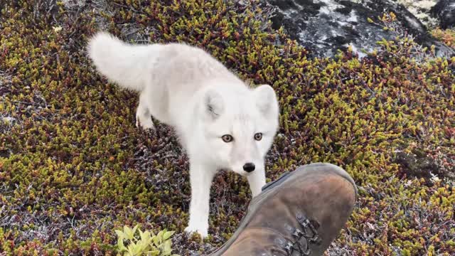 Face a wild white fox