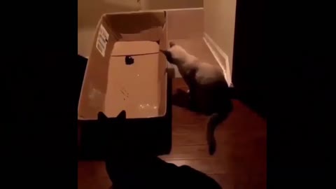 Best Funny cats video