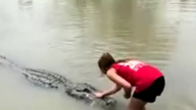 Most dangerous crocodile eats from her hand