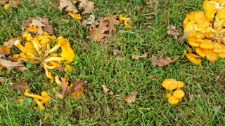 These wild mushrooms look inviting