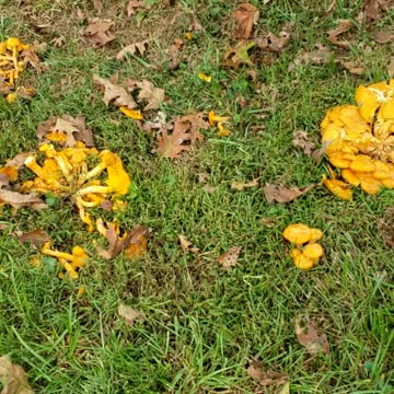 These wild mushrooms look inviting