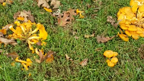 These wild mushrooms look inviting